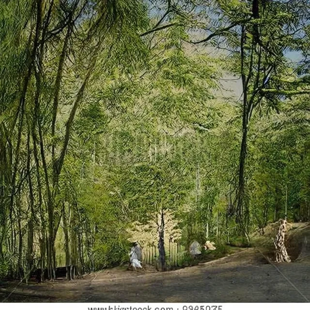 Dense forest.webp