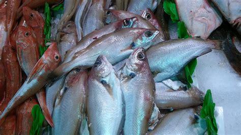 atlantic cod
