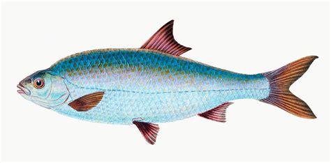 roach fish