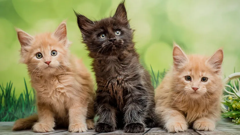 goldencat.webp